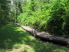 Here is where Main Trail meets the Pineywoods Nature Trail Boardwalk