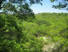 Foliage over Lone Wolf Trail (photo courtesy of FWMBA)
