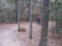 The trails wind through the pines and other trees surrounding Lake Bastrop